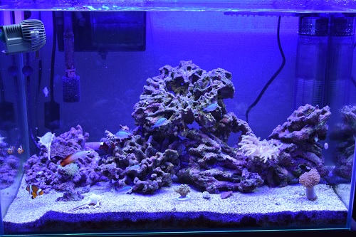海水水槽の照明！サンゴ水槽におすすめなLED照明コンビをご紹介 